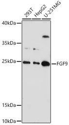 Anti-FGF9 antibody used in Western Blot (WB). GTX55621