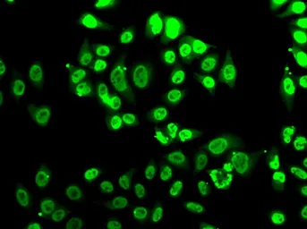 Anti-FIP1L1 antibody used in Immunocytochemistry/ Immunofluorescence (ICC/IF). GTX55623
