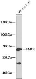 Anti-FMO3 antibody used in Western Blot (WB). GTX55626
