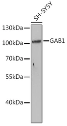 Anti-GAB1 antibody used in Western Blot (WB). GTX55632