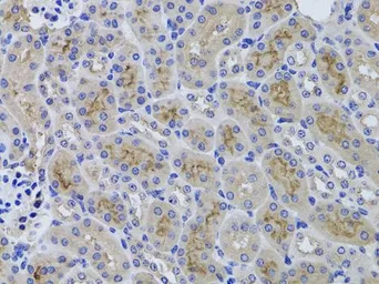 Anti-GGT1 antibody used in IHC (Paraffin sections) (IHC-P). GTX55638