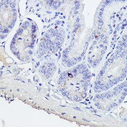 Anti-GIP antibody used in IHC (Paraffin sections) (IHC-P). GTX55639