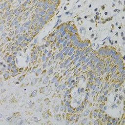 Anti-GNAO1 antibody used in IHC (Paraffin sections) (IHC-P). GTX55644