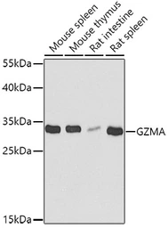 Anti-Granzyme A antibody used in Western Blot (WB). GTX55647