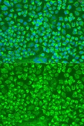 Anti-Granzyme A antibody used in Immunocytochemistry/ Immunofluorescence (ICC/IF). GTX55647