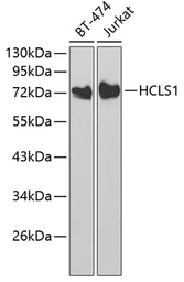 Anti-HCLS1 antibody used in Western Blot (WB). GTX55654