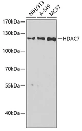 Anti-HDAC7 antibody used in Western Blot (WB). GTX55655