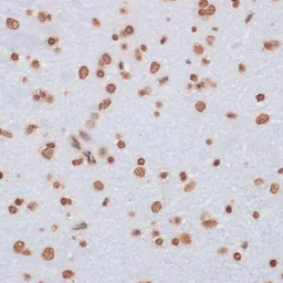 Anti-Histone H3 antibody used in IHC (Paraffin sections) (IHC-P). GTX55659