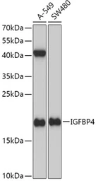 Anti-IGFBP4 antibody used in Western Blot (WB). GTX55672