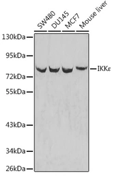 Anti-IKK epsilon antibody used in Western Blot (WB). GTX55673