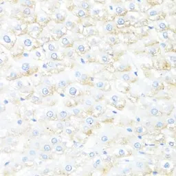 Anti-IL7 antibody used in IHC (Paraffin sections) (IHC-P). GTX55679