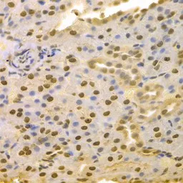 Anti-Jab1 antibody used in IHC (Paraffin sections) (IHC-P). GTX55683