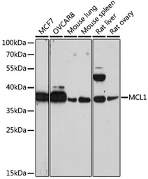 Anti-MCL1 antibody used in Western Blot (WB). GTX55698