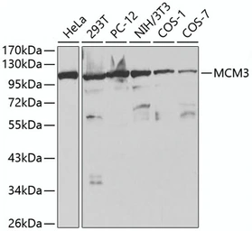 Anti-MCM3 antibody used in Western Blot (WB). GTX55699