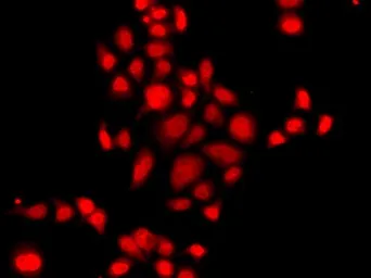 Anti-MLF1 antibody used in Immunocytochemistry/ Immunofluorescence (ICC/IF). GTX55705