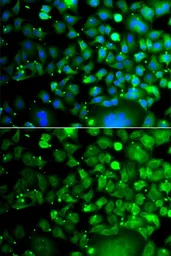 Anti-MOCS3 antibody used in Immunocytochemistry/ Immunofluorescence (ICC/IF). GTX55710