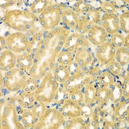 Anti-MOCS3 antibody used in IHC (Paraffin sections) (IHC-P). GTX55710