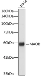 Anti-Monoamine Oxidase B antibody used in Western Blot (WB). GTX55711