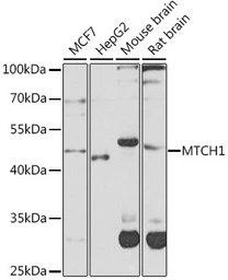 Anti-MTCH1 antibody used in Western Blot (WB). GTX55714