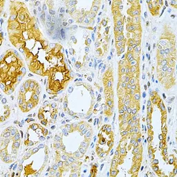 Anti-OPG antibody used in IHC (Paraffin sections) (IHC-P). GTX55734