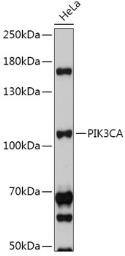 Anti-PI3 kinase p110 alpha antibody used in Western Blot (WB). GTX55747