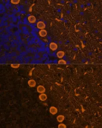 Anti-PKC gamma antibody used in IHC (Paraffin sections) (IHC-P). GTX55750