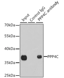 Anti-PPP4C antibody used in Immunoprecipitation (IP). GTX55756