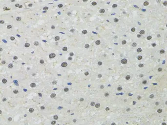 Anti-PPP4C antibody used in IHC (Paraffin sections) (IHC-P). GTX55756