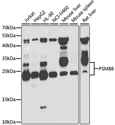 Anti-PSMB8 antibody used in Western Blot (WB). GTX55763