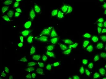 Anti-PSMC3 antibody used in Immunocytochemistry/ Immunofluorescence (ICC/IF). GTX55764