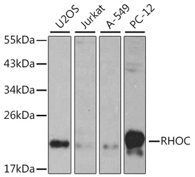 Anti-RhoC antibody used in Western Blot (WB). GTX55782