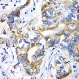 Anti-RPL9 antibody used in IHC (Paraffin sections) (IHC-P). GTX55785