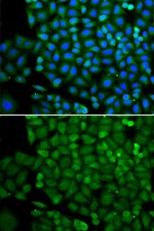 Anti-SELENBP1 antibody used in Immunocytochemistry/ Immunofluorescence (ICC/IF). GTX55788