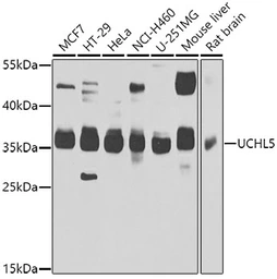Anti-UCHL5 antibody used in Western Blot (WB). GTX55834