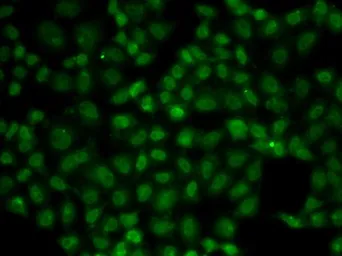 Anti-USP26 antibody used in Immunocytochemistry/ Immunofluorescence (ICC/IF). GTX55837