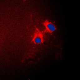 Anti-p15 INK4b antibody used in Immunocytochemistry/ Immunofluorescence (ICC/IF). GTX55855
