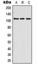 Anti-Contactin 3 antibody used in Western Blot (WB). GTX55875