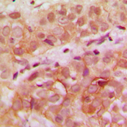 Anti-WDHD1 antibody used in IHC (Paraffin sections) (IHC-P). GTX55930