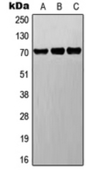 Anti-DNER antibody used in Western Blot (WB). GTX56019