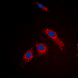 Anti-RPL3L antibody used in Immunocytochemistry/ Immunofluorescence (ICC/IF). GTX56071
