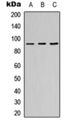 Anti-ZNF786 antibody used in Western Blot (WB). GTX56081