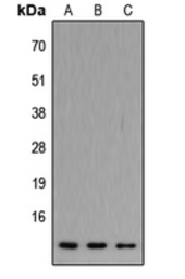 Anti-ATP5J2 antibody used in Western Blot (WB). GTX56084