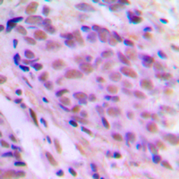 Anti-ELL antibody used in IHC (Paraffin sections) (IHC-P). GTX56096