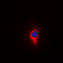 Anti-GRID2 antibody used in Immunocytochemistry/ Immunofluorescence (ICC/IF). GTX56101