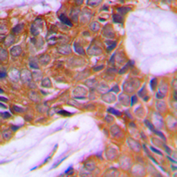 Anti-PAGE3 antibody used in IHC (Paraffin sections) (IHC-P). GTX56112