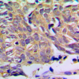 Anti-PXMP2 antibody used in IHC (Paraffin sections) (IHC-P). GTX56115
