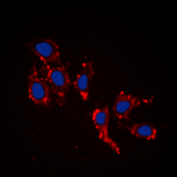 Anti-RPL39 antibody used in Immunocytochemistry/ Immunofluorescence (ICC/IF). GTX56118