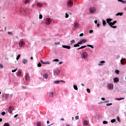 Anti-RPL39 antibody used in IHC (Paraffin sections) (IHC-P). GTX56118
