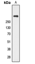 Anti-Cubilin antibody used in Western Blot (WB). GTX56130