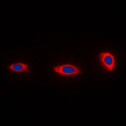 Anti-NDUFA4 antibody used in Immunocytochemistry/ Immunofluorescence (ICC/IF). GTX56160